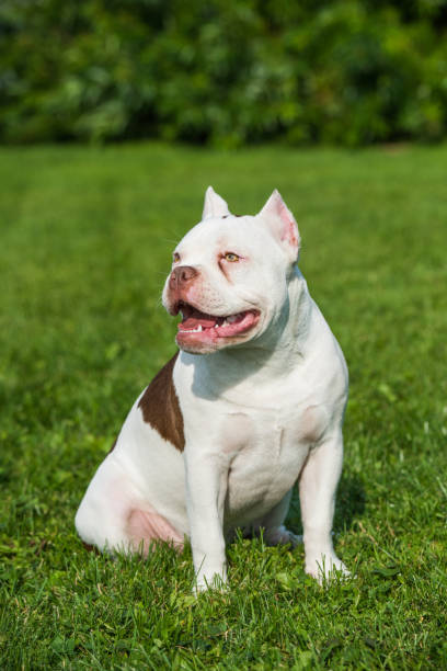 istock American Bully puppy dog on green grass 1278947235