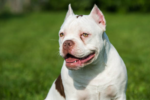 istock American Bully puppy dog on green grass 1278947563