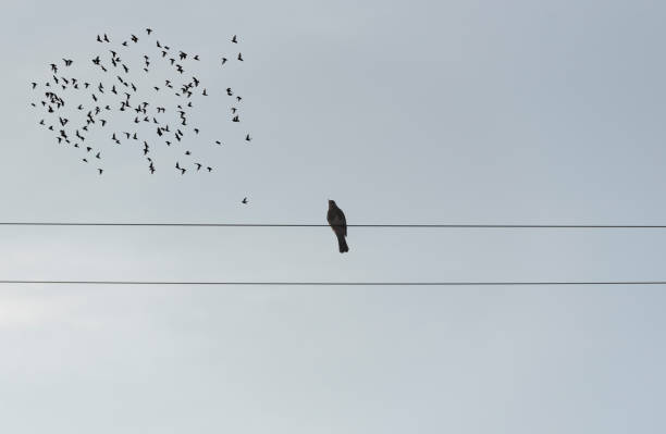 istock Lonely bird sitting on wires 1278947564