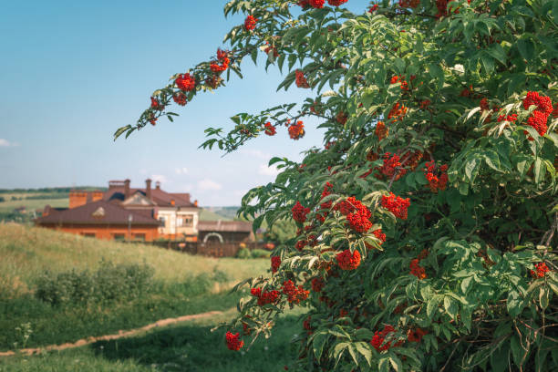 Bush of Elderberry red Sambucus racemosa grows near a wooden fence in the background of a village house Medicinal wild plant. Bush of Elderberry red Sambucus racemosa grows near a wooden fence in the background of a village house sambucus racemosa stock pictures, royalty-free photos & images