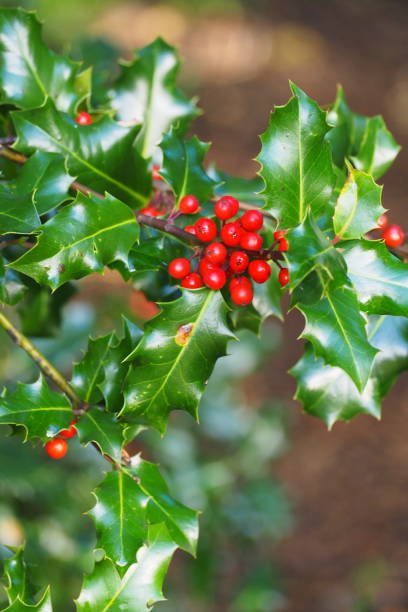 istock Holly leaves and red berries 1278947739