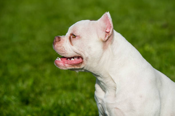 istock American Bully puppy dog on green grass 1278947747