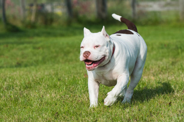 istock American Bully puppy dog in move on grass 1278948566