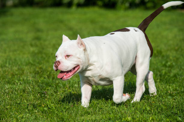 istock American Bully puppy dog in move on grass 1278948618