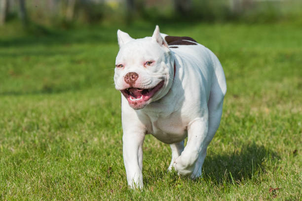 istock American Bully puppy dog in move on grass 1278948626