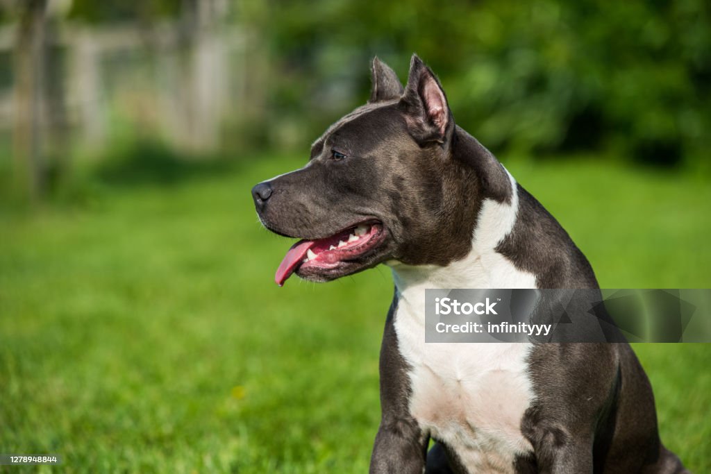 Cute Blue Hair American Staffordshire Terrier Dog Stock Photo - Download  Image Now - American Staffordshire Terrier, Close-Up, Profile View - Istock