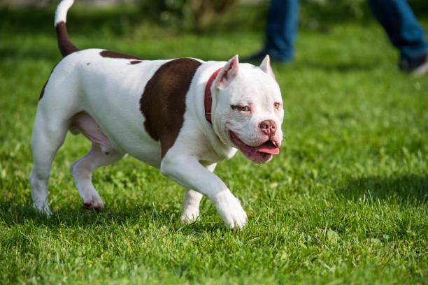 istock American Bully puppy dog in move on grass 1278948917