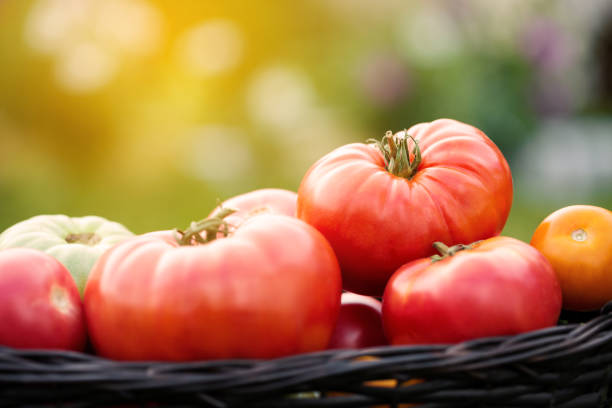 istock Red tomatoes in basket at the garden 1278950456