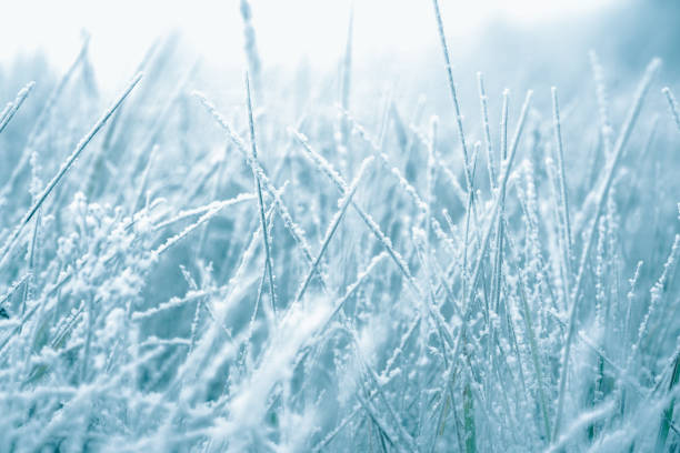 istock Winter scene - Frozen grass background. 1278950491