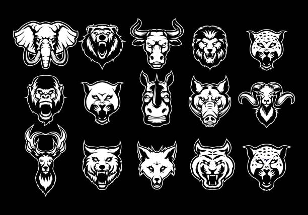 공격적인 표정 흑백으로 설정된 동물 헤드 컬렉션 마스코트 아이콘 세트 - raccoon dog stock illustrations