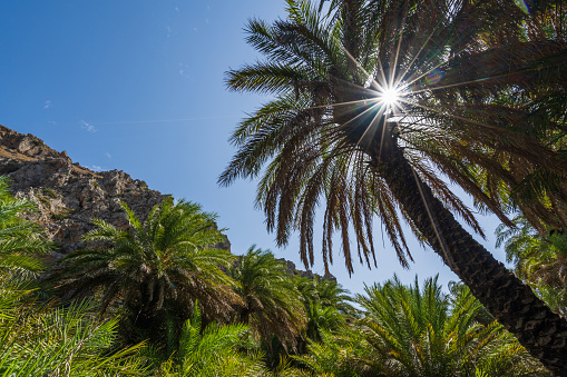 sun shining through a palm tree in summertime
