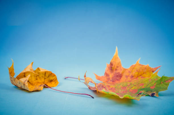 istock Autumn maple leaves close up on blue background with copy space. Minimalistic beautiful autumn background. Selective focus 1278951371