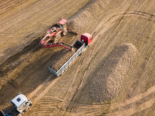 vue de drone d’un tracteur qui charge des betteraves de sucre dans un camion au milieu d’un champ. travail agricole. récolte de betteraves à sucre - beet sugar tractor field photos et images de collection