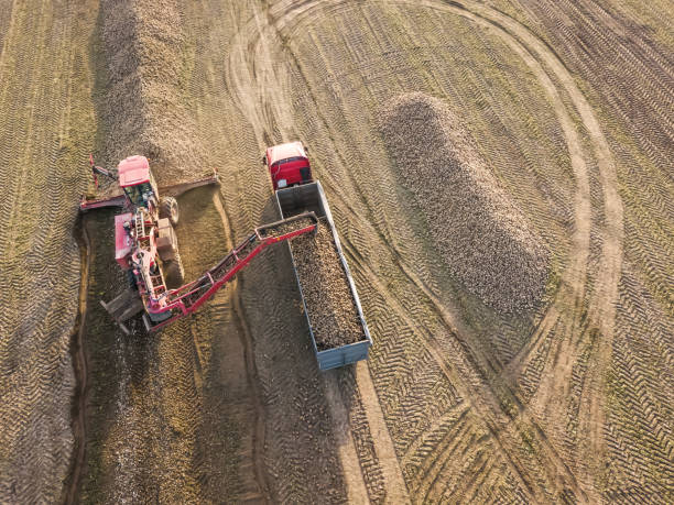 vue de drone d’un tracteur qui charge des betteraves de sucre dans un camion au milieu d’un champ. travail agricole. récolte de betteraves à sucre - beet sugar tractor field photos et images de collection