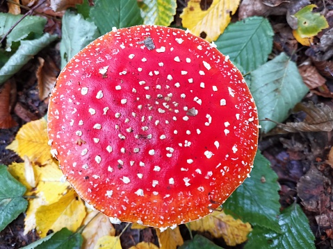 Colorful Fly agaric mushroom in the middle of first snow of autumn in Lapland, Northern Finland