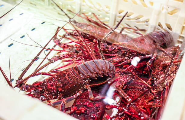 Pile of red lobsters in a crate of water stock photo