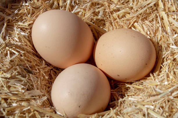 istock yellow chicken eggs in the straw in the basket 1278953379