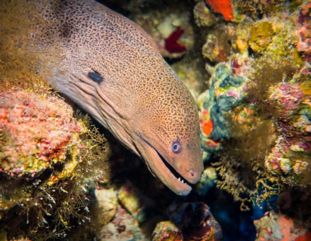 istock Giant Morey Eel , Red Sea, Egypt 1278953413