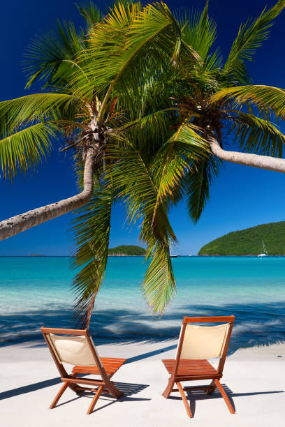 istock chairs under palm trees on a tropical beach in the Caribbean 1278956333