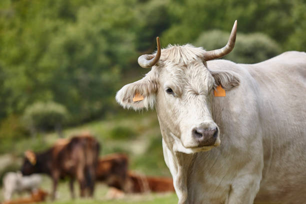 istock Cows grazing in the countryside on a sunny day. Cattle 1278956896