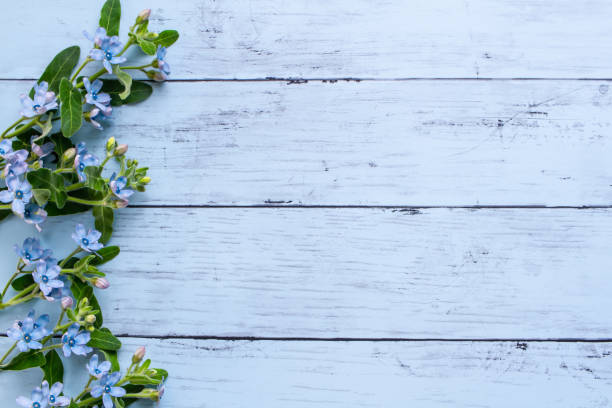 istock Blue flower, blue star wood grain background frame 1278957217