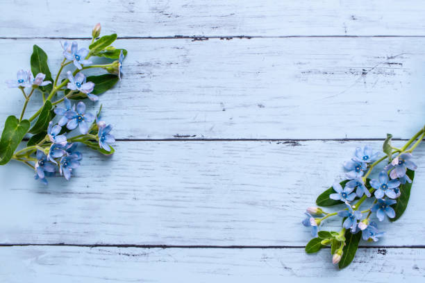 istock Blue flower, blue star wood grain background frame 1278957233