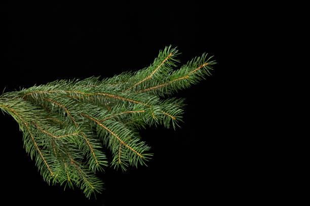 istock green fir branch isolated on black background 1278957238