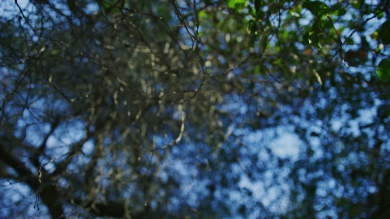 Slow motion of a tree in Griffith Park, Los Angeles.