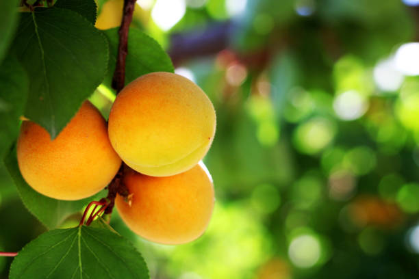 apricots in the garden
