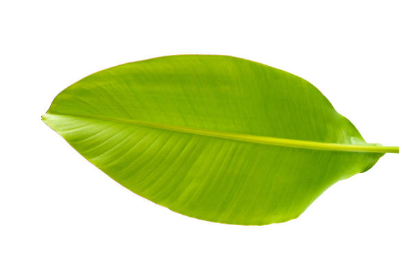 istock abstract green leaf texture, nature background, tropical leaf 1278957755
