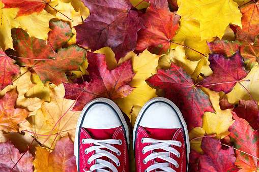 Red sneakers on a yellow autumnal leaves background. Autumn season in red hipster shoes, copy space.
