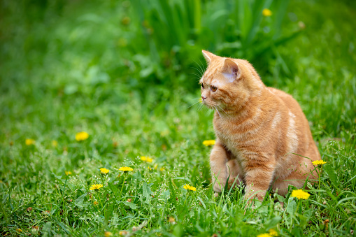 Ginger kitten walks on the grass in the summer garden