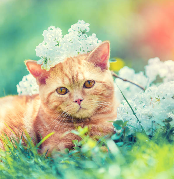 istock Cat outdoors in spring. Cute ginger cat relaxing on the grass with white lilac flowers 1278959002
