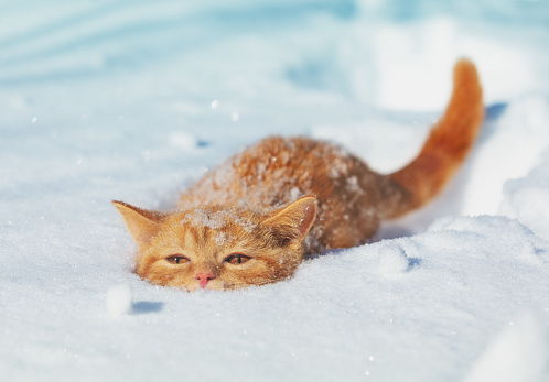 Cute red kitten hiding in deep snow in winter