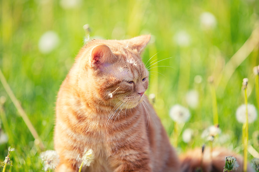 Cat on nature outdoors. Funny ginger kitten walks on the lawn with dandelions on a summer sunny day