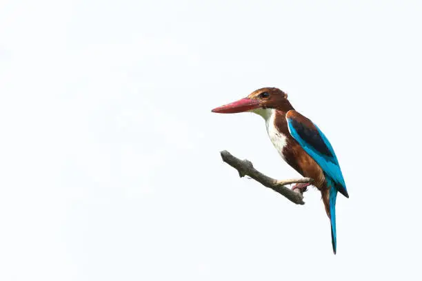 Photo of White-breasted kingfisher or White-throated kingfisher (Halcyon smyrnensis)