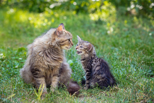 istock Mom cat with little kitten on the grass 1278960062