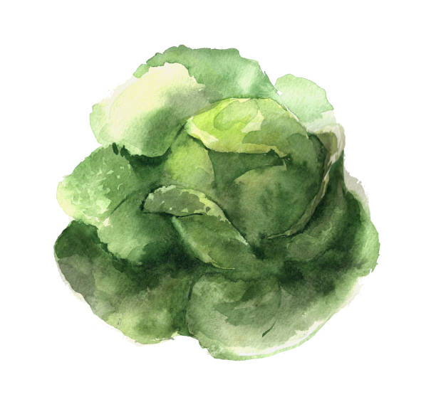 kapusta sabauńska. akwarela ilustracji żywności. odizolowane na białym tle - savoy cabbage stock illustrations
