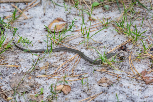 istock A small grass snake Natrix crawls in the forest on the forest sandy soil close-up. Horizontal orientation. High quality photo 1278961899