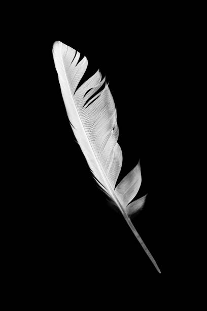 Beautiful white feather isolated on black background