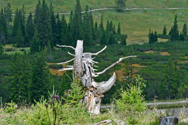 Austria, National Park Kalkalpen - 2009-41 Austria, overgrown rootstock on Wurzer Alm in the Pyhrn-Priel holiday region in Kalkalpen National Park, Upper Austria spital am pyhrn stock pictures, royalty-free photos & images
