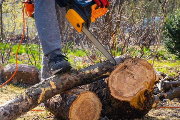 istock Men sawing apple tree with a chainsaw in his backyard. Worker pruning tree trunk in the garden 1278963410