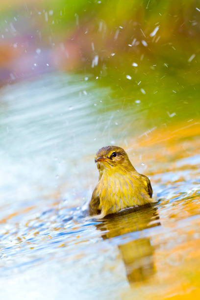 istock Willow Warbler, Forest Pond, Mediterranean Forest, Spain 1278963860