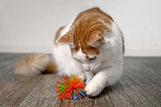 Cute tabby Cat Playing with a toy ball.