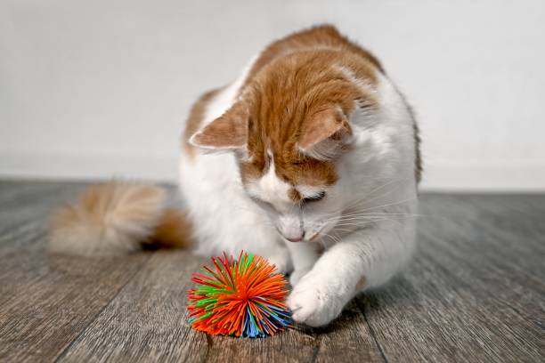 Cute tabby Cat Playing with a toy ball. Cute tabby Cat Playing with a toy ball. eye catching stock pictures, royalty-free photos & images