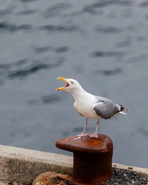Photo of Seagull standing on a mooring bollard at quayside