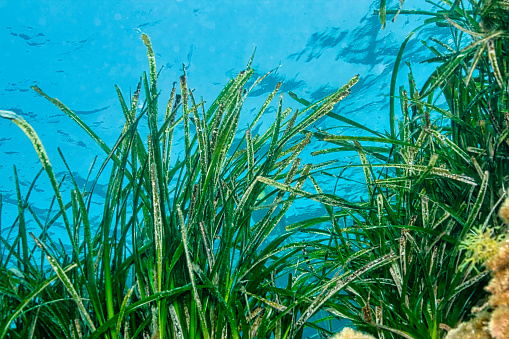 Neptune Grass, Posidonia oceanica, Cabo Cope-Puntas del Calnegre Natural Park, Mediterranean Sea, Murcia, Spain, Europe
