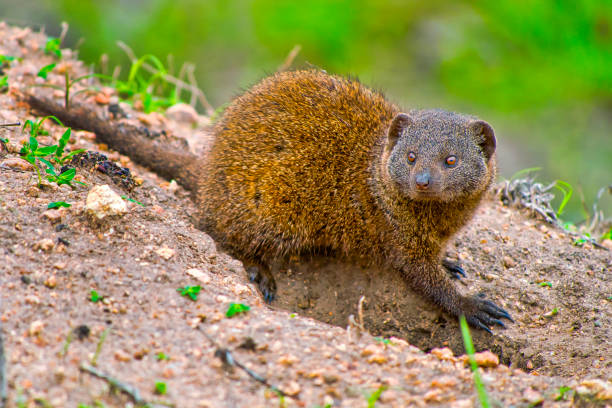 istock Dwarf mongoose, Kruger National Park, South Africa 1278964019