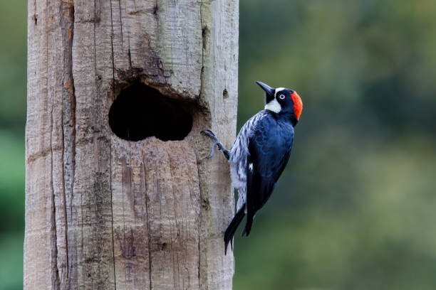 istock Acorn woodpecker in the rainforest 1278964121