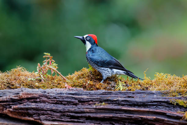 istock Acorn woodpecker in the rainforest 1278964217